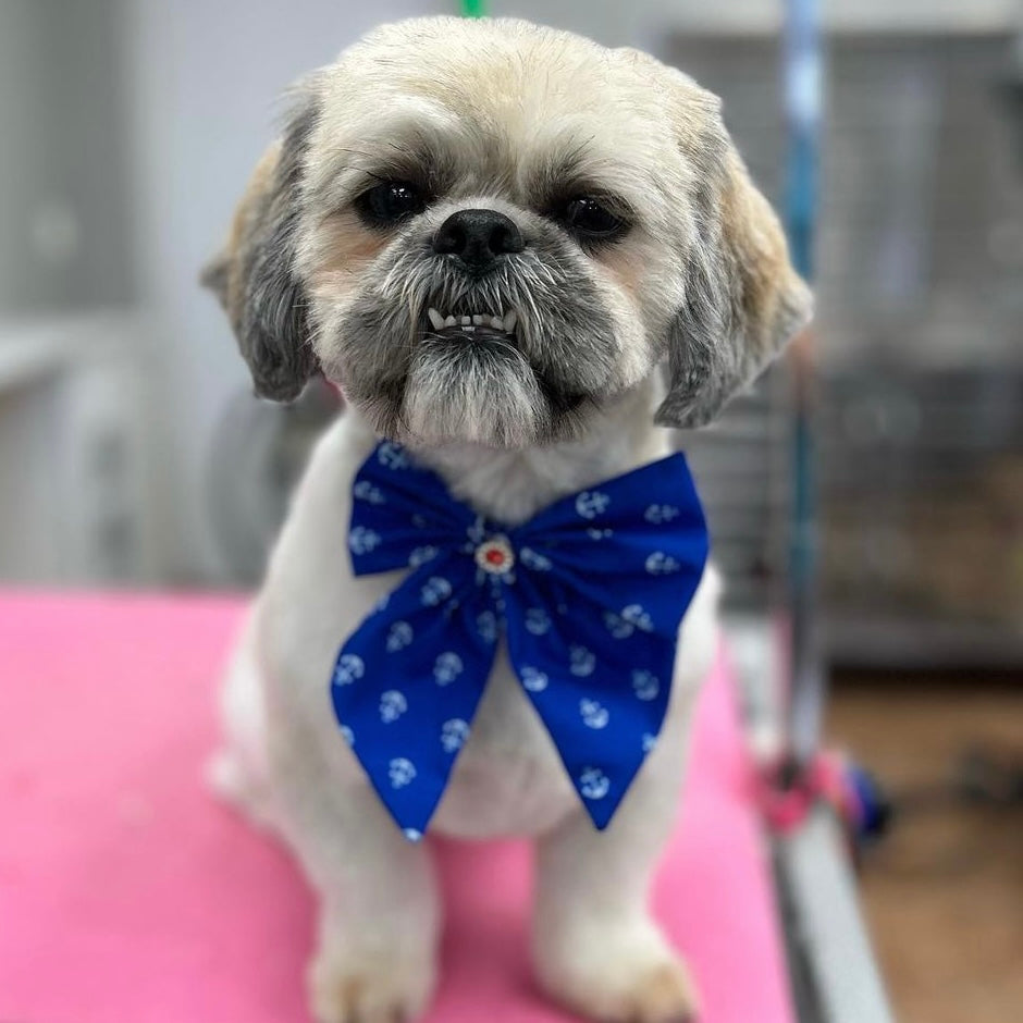 ANCHORS BOWTIE WITH TAILS 6 PACK