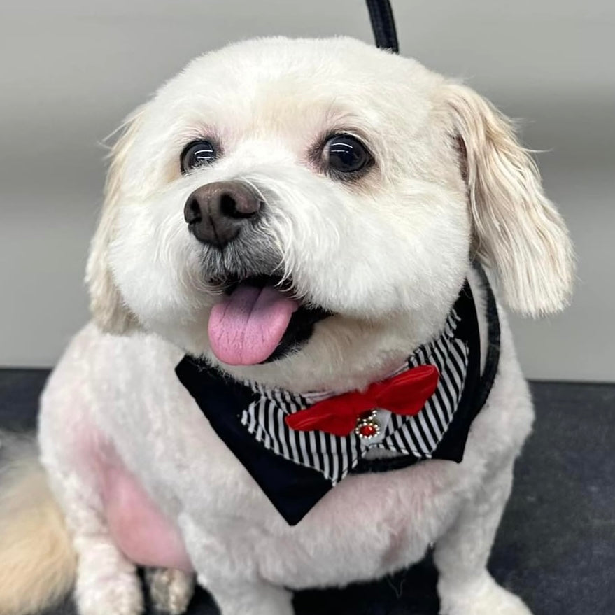 WHITE AND BLACK STRIPED BIG BOY BIB 4 pack