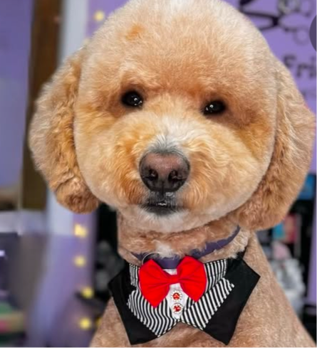 WHITE AND BLACK STRIPED BIG BOY BIB 4 pack