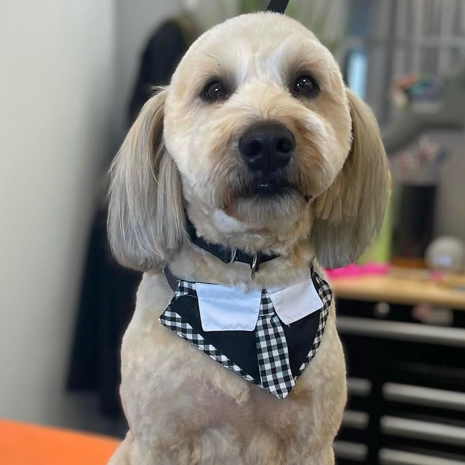 BLACK & WHITE CHECK BOY BIB - 4 PACK