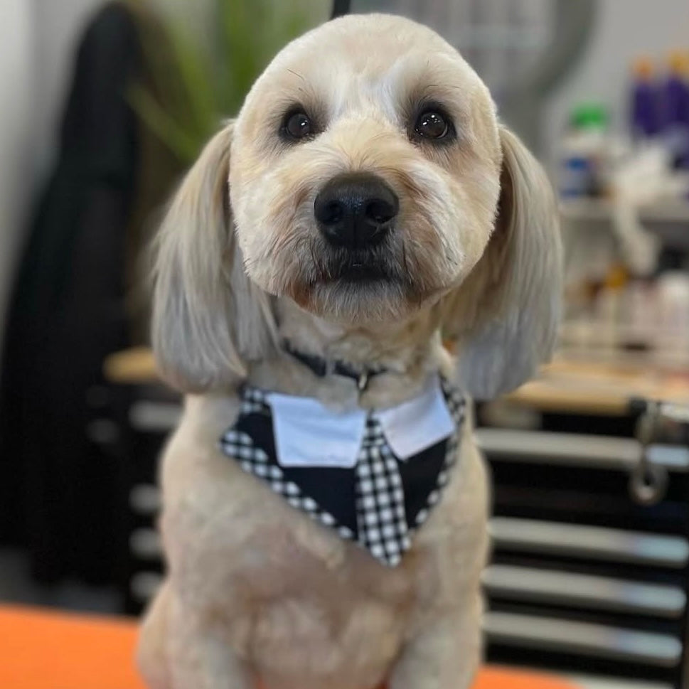 BLACK & WHITE CHECK BOY BIB - 4 PACK