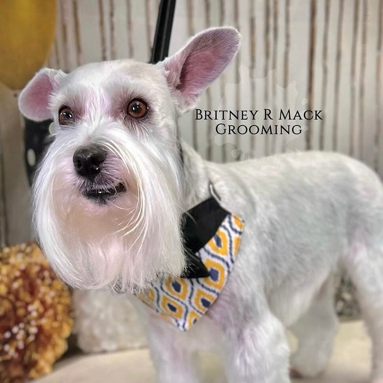 GOLD AND GREY BIG GIRL BIB- 4 PACK