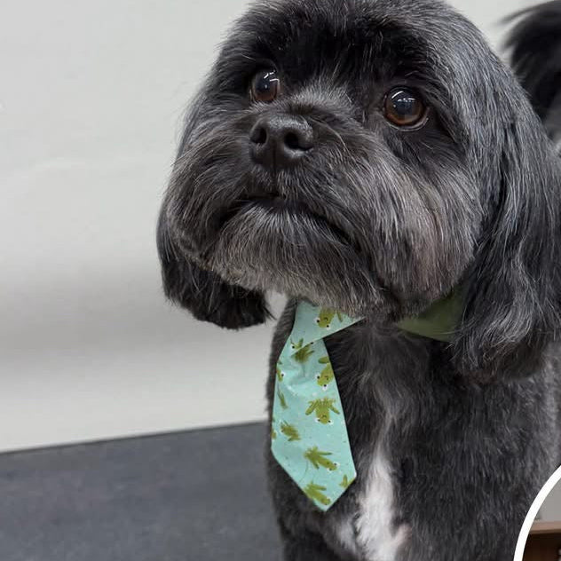 FROGGY SHIRT COLLAR W/TIE Small 4 pack
