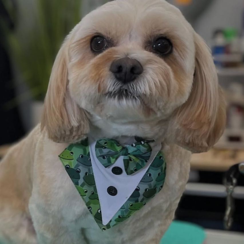 FEELIN' FROGGY BIB-4 PACK