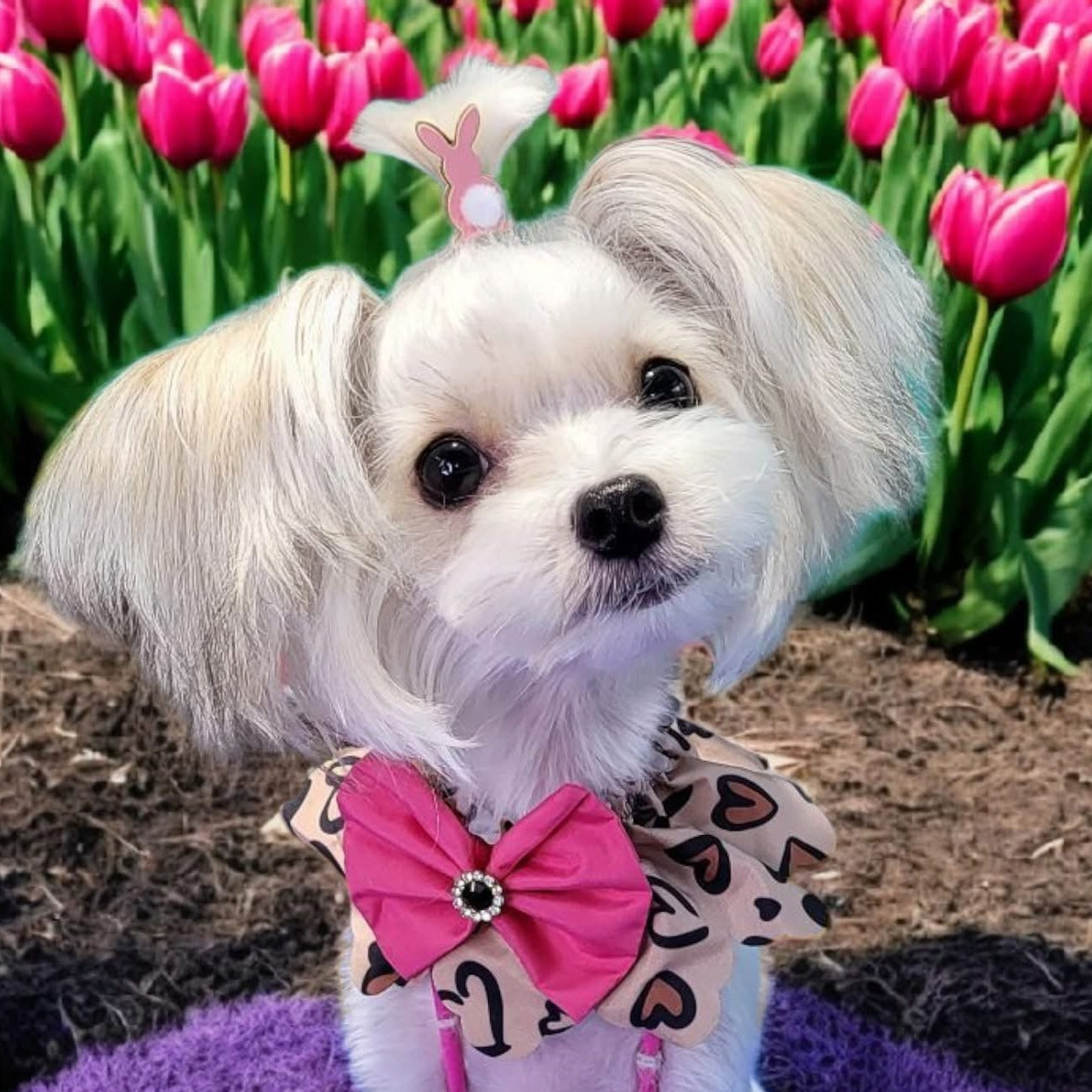 Wild hearts ruffle 5 pack (2 sizes)