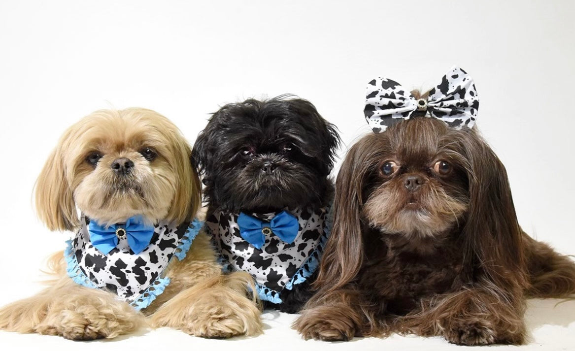 COW PRINT OVERSIZED BOW 6 PACK