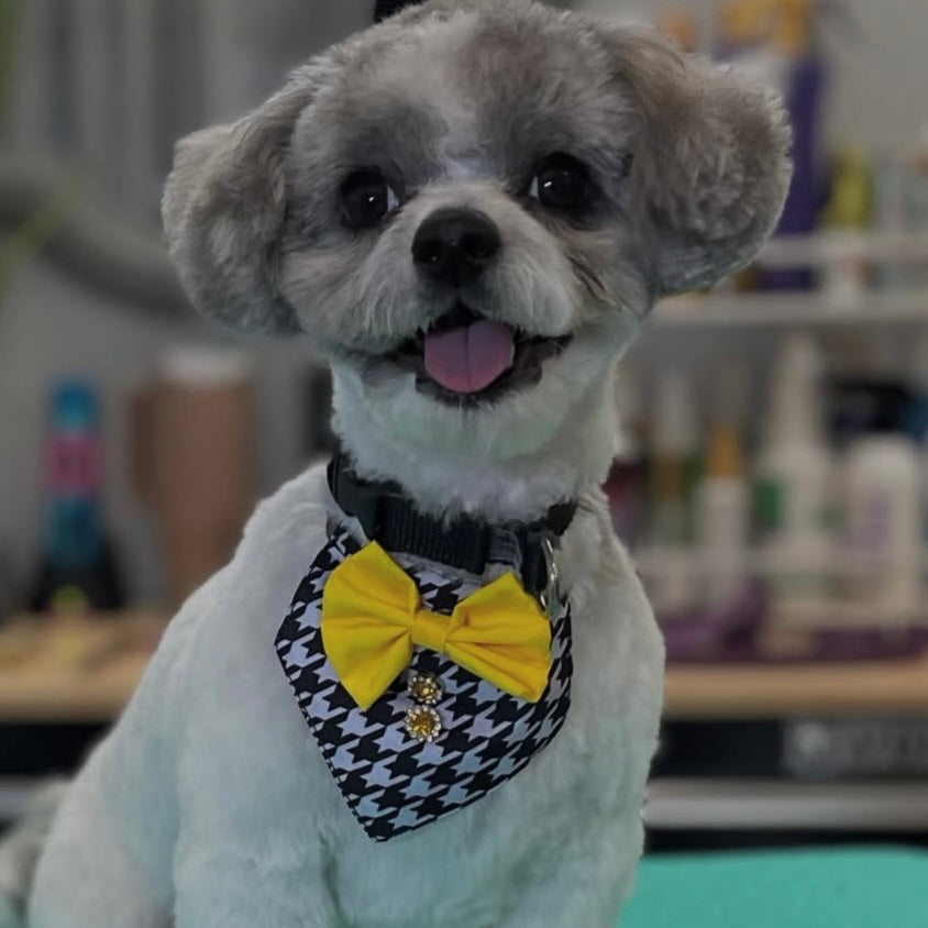 TINY BOY BIB HOUNDSTOOTH 4 PACK