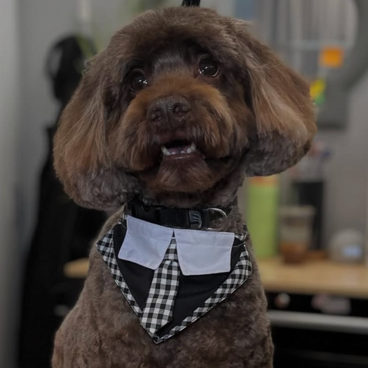 BLACK & WHITE CHECK BOY BIB - 4 PACK