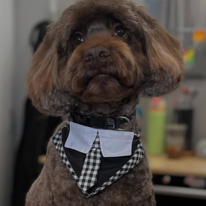 BLACK & WHITE CHECK BOY BIB - 4 PACK