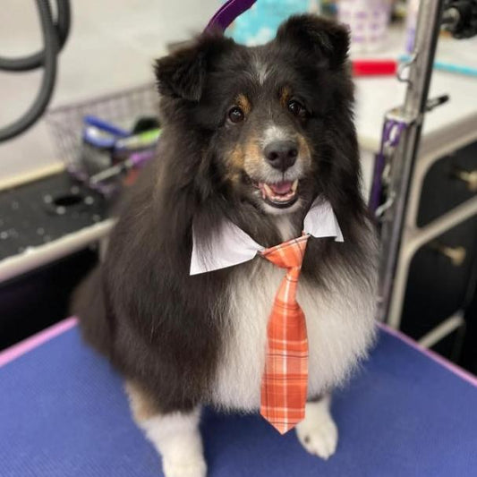 LIVE * ORANGE PLAID SHIRT COLLAR & TIE M/L - 4 PACK