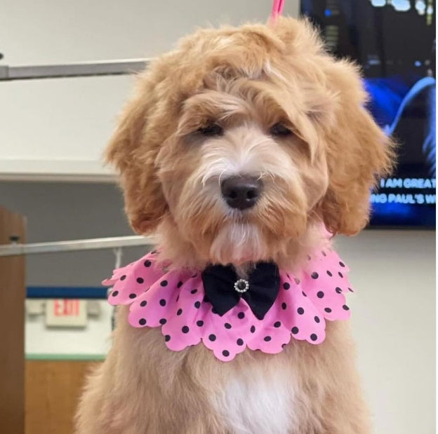 PINK W/ BLACK DOTS TIE ON RUFFLE 5 PACK- XS/S