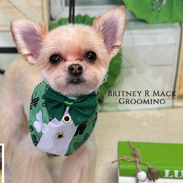 LUCKY DOG BOY BIB- 4 PACK