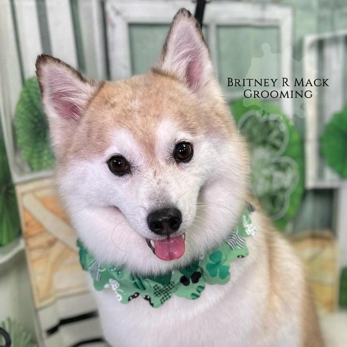 LUCKY DOG TIE- ON RUFFLE- M/L- 5 PACK