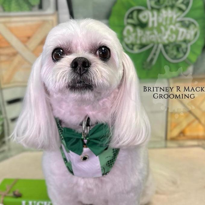 LUCKY DOG BOY BIB- 4 PACK