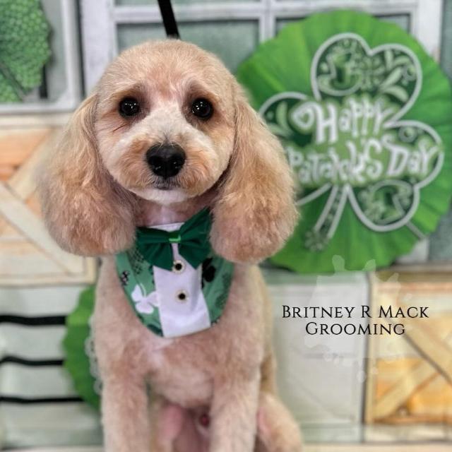 LUCKY DOG BOY BIB- 4 PACK