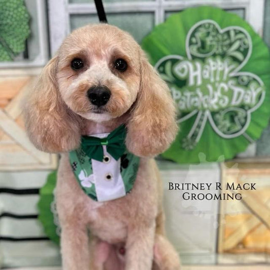 LUCKY DOG BOY BIB- 4 PACK