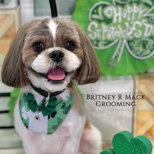 LUCKY DOG BOY BIB- 4 PACK