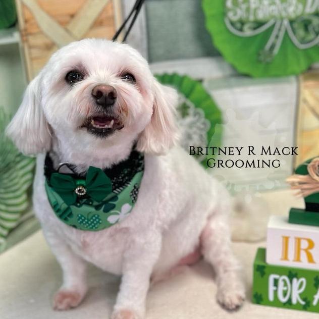 LUCKY DOG GIRL BIB- 4 PACK