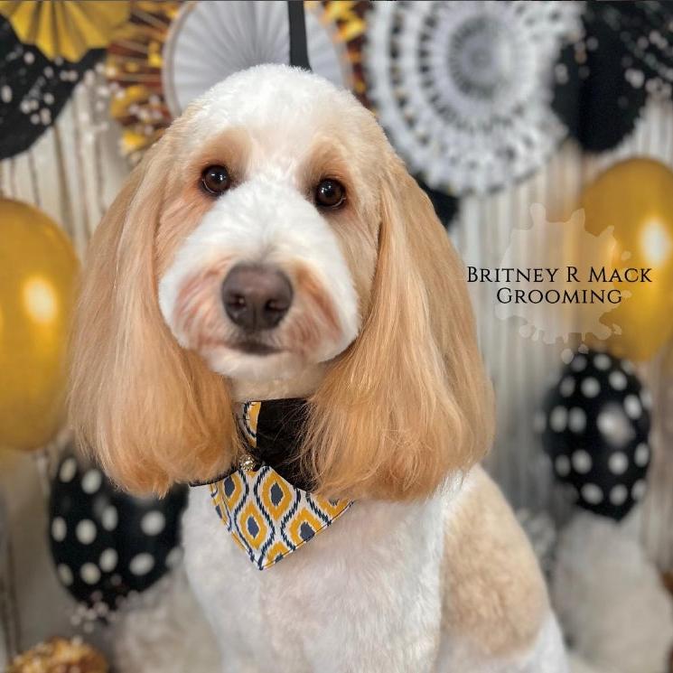 GOLD AND GREY BIG GIRL BIB- 4 PACK