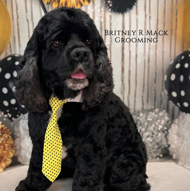 Yellow polka dot large shirt and tie 4 pack