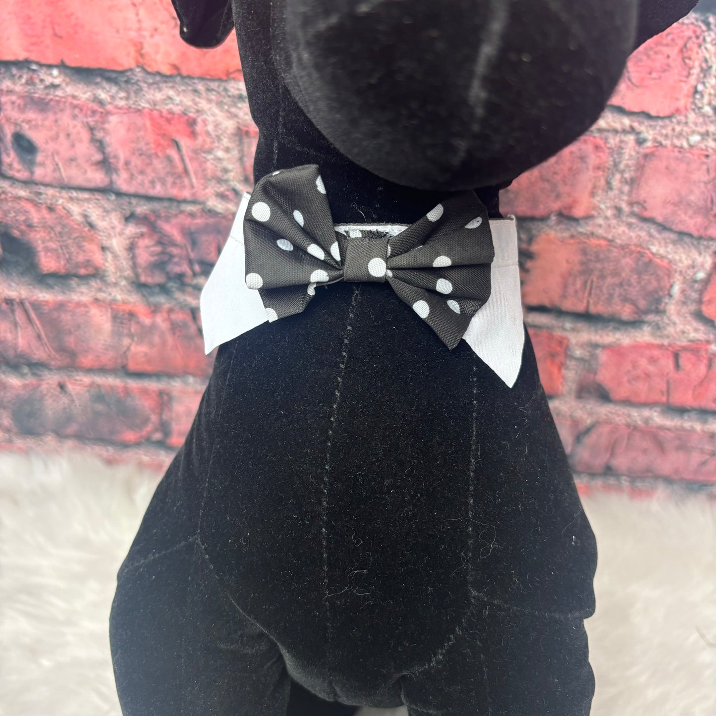 BLACK AND WHITE POLKADOT SHIRT COLLAR & BOWTIE- 6 PACK-S/M