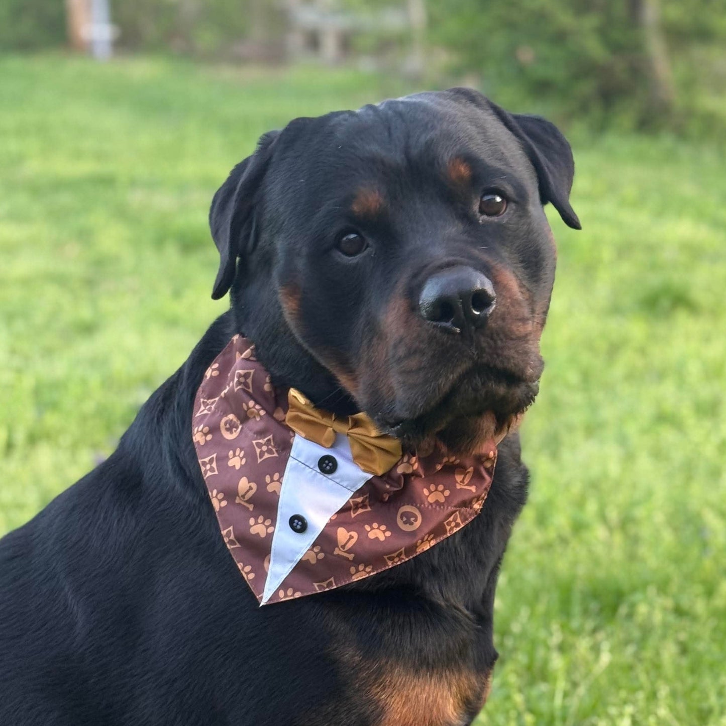 LOUIS PAWTON SHIRT OTC BANDANA  -4 PACK