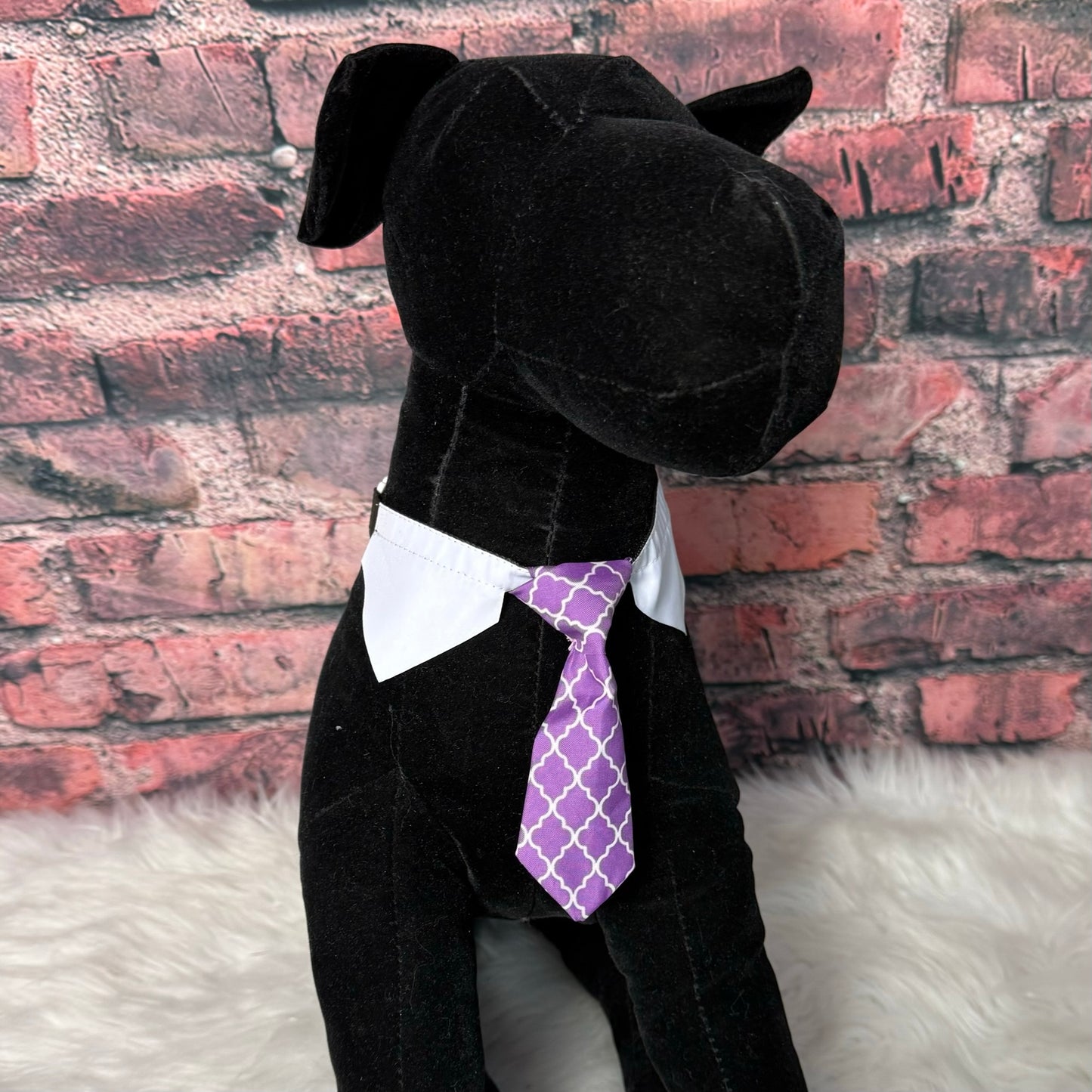 PURPLE LATTUS SHIRT COLLAR AND TIE-6 PACK
