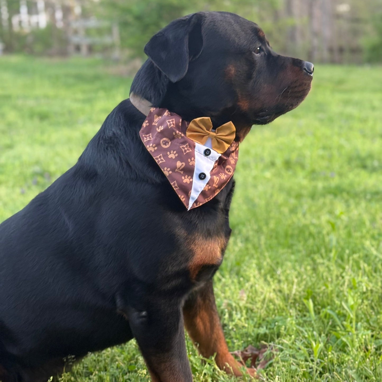LOUIS PAWTON SHIRT OTC BANDANA  -4 PACK