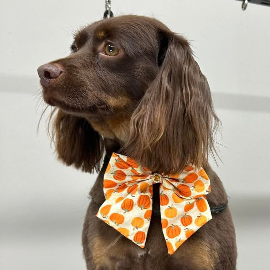 PUMPKINS BOWTIE W/ TAILS- 6 PACK