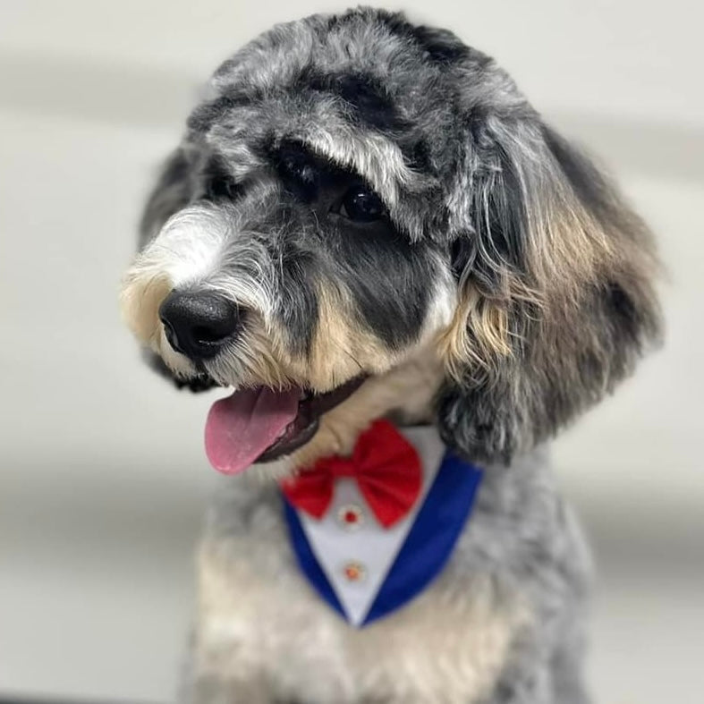 PATRIOTIC TUX 4 pack