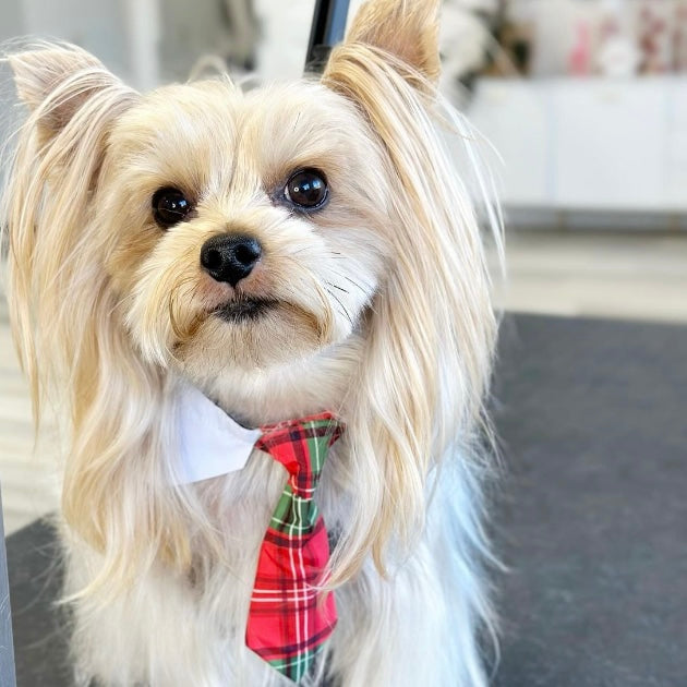 CHRISTMAS PLAID SHIRT COLLAR AND TIE S/M 6pk