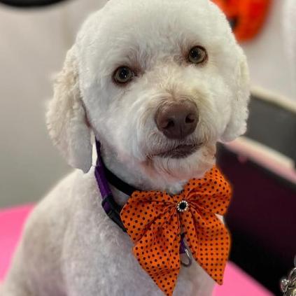 ORANGE POLKA DOTS BOWTIE WITH TAILS 6 PACK