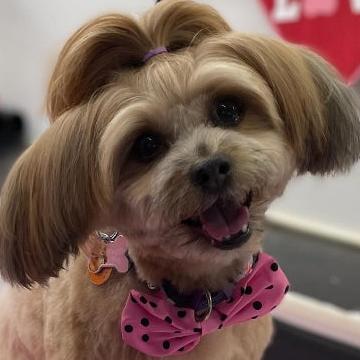 PINK W/ BLACK DOTS COLLAR BOWTIE 6 PACK