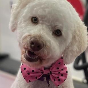 PINK W/ BLACK DOTS COLLAR BOWTIE 6 PACK