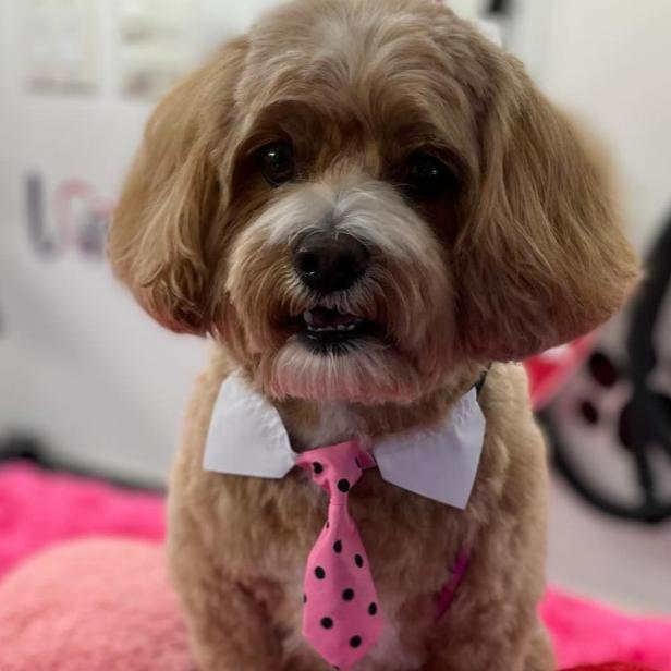 PINK W/ BLACK DOTS SHIRT COLLAR NECKTIE 6 PACK