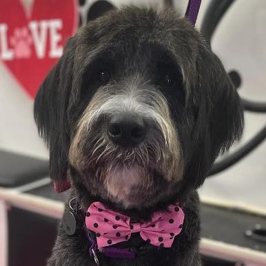 PINK W/ BLACK DOTS COLLAR BOWTIE 6 PACK