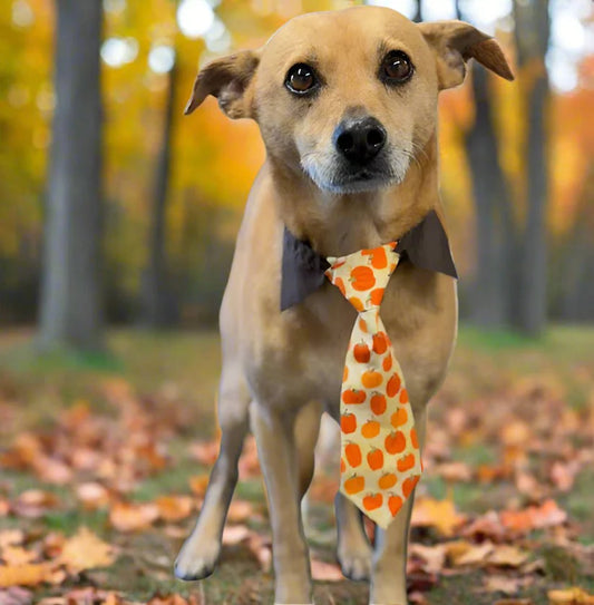 LIVE PUMPKIN SHIRT AND TIE LG