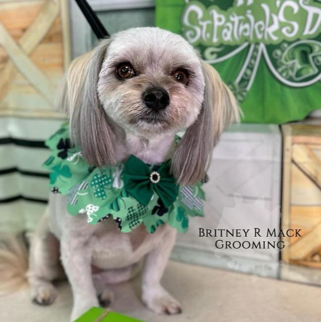 LUCKY DOG RUFFLES- XS/S-  5 PACK