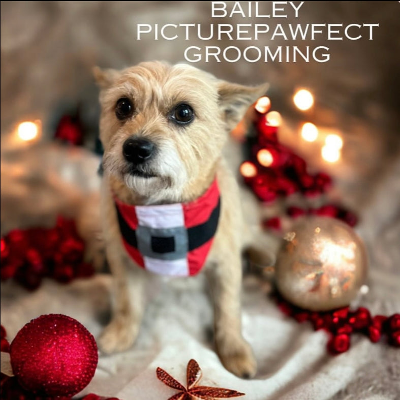 NEW HO HO BIB-4 PACK